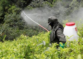 Colombia fija como meta la erradicación de 100 mil hectáreas de coca en 2022