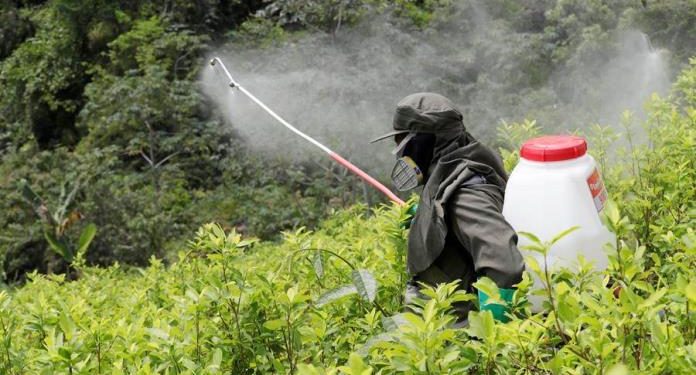 Colombia fija como meta la erradicación de 100 mil hectáreas de coca en 2022