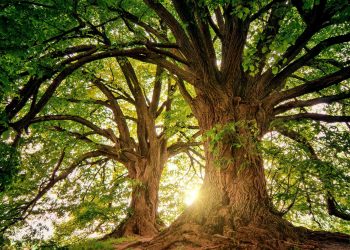 Unas 9 mil 200 especies de árboles están aún por descubrir