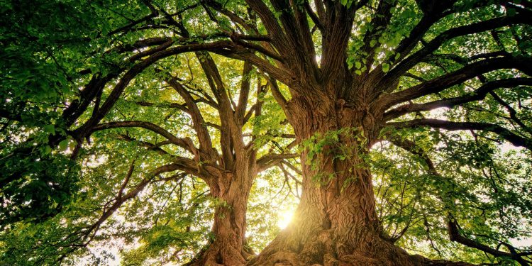 Unas 9 mil 200 especies de árboles están aún por descubrir