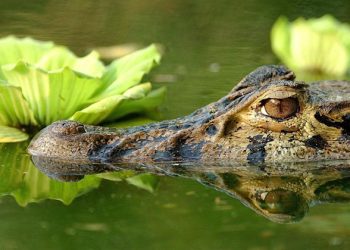 El 48 % de especies terrestres podrían extinguirse por el cambio climático
