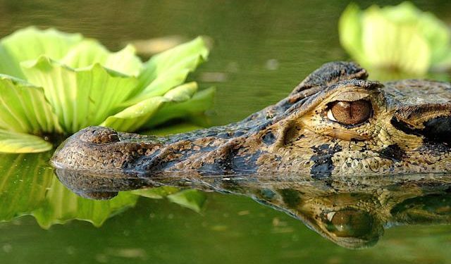 El 48 % de especies terrestres podrían extinguirse por el cambio climático