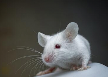 Como los humanos, las ratas son capaces de estimar la duración de sus actos