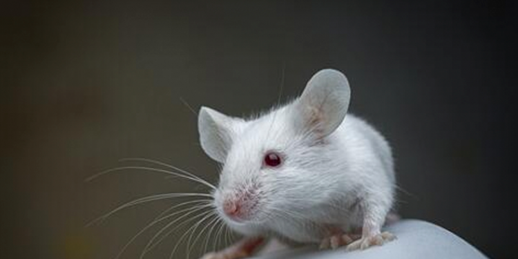 Como los humanos, las ratas son capaces de estimar la duración de sus actos