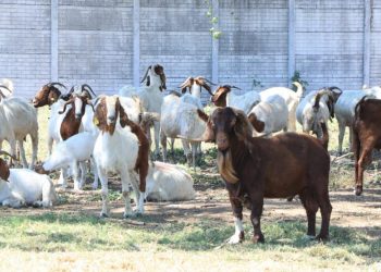 MAGA supervisa proyectos de ganado caprino en Escuintla