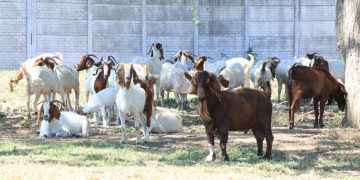 MAGA supervisa proyectos de ganado caprino en Escuintla