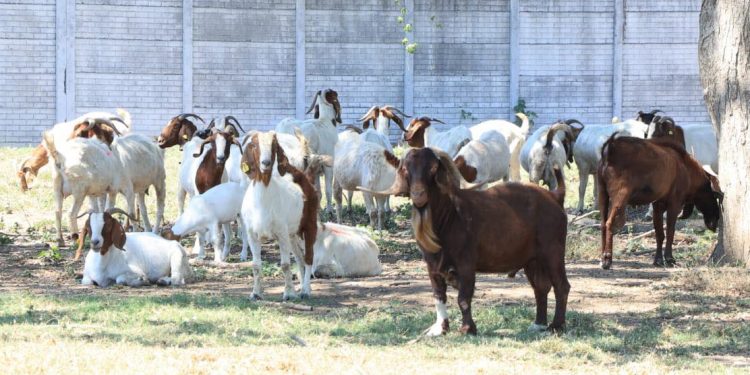 MAGA supervisa proyectos de ganado caprino en Escuintla