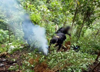 Las fuerzas de seguridad localizaron varias plantaciones de hoja de coca durante operativos.