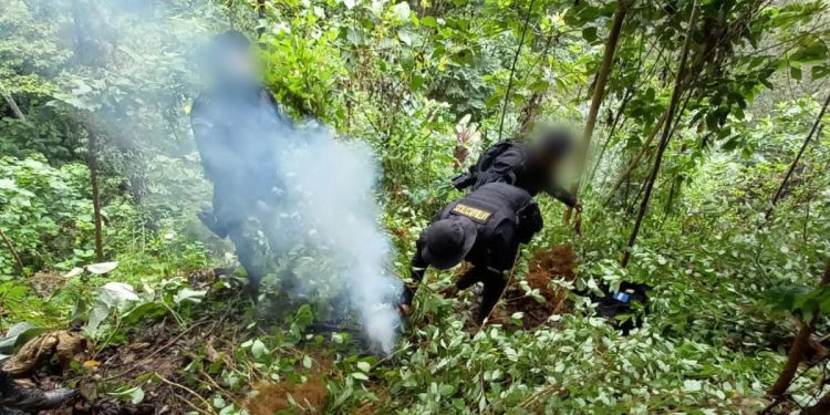 Las fuerzas de seguridad localizaron varias plantaciones de hoja de coca durante operativos.