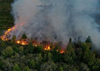 Incendios forestales ya consumieron 519 mil hectáreas en noreste de Argentina