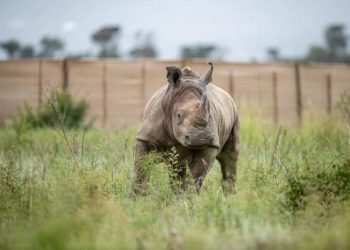 La caza furtiva de rinocerontes aumentó en 2021 en Sudáfrica