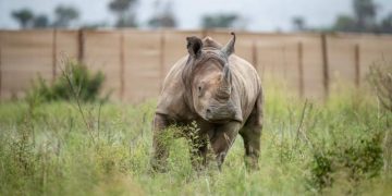 La caza furtiva de rinocerontes aumentó en 2021 en Sudáfrica