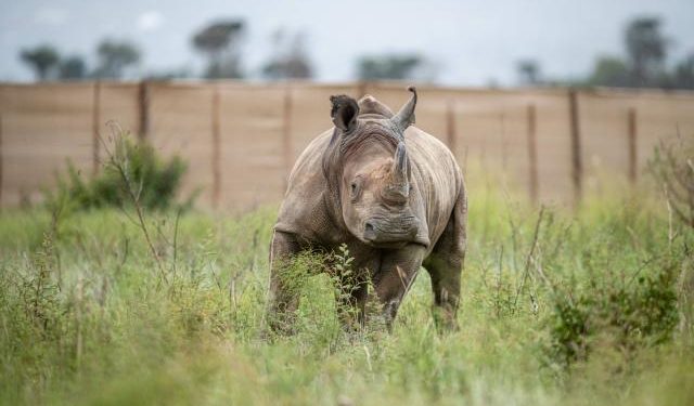 La caza furtiva de rinocerontes aumentó en 2021 en Sudáfrica