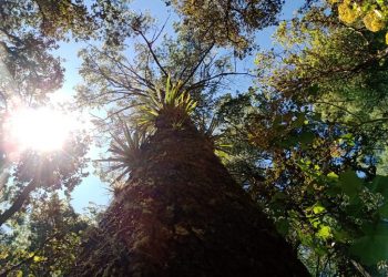 Dan seguimiento a plan de saneamiento de bosque en Totonicapán