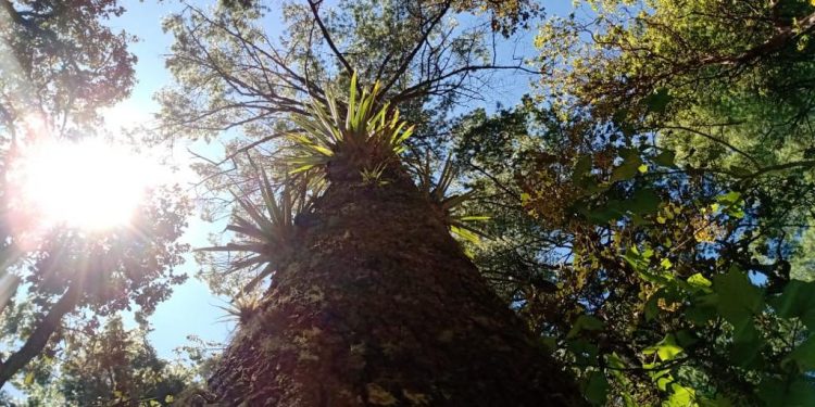Dan seguimiento a plan de saneamiento de bosque en Totonicapán