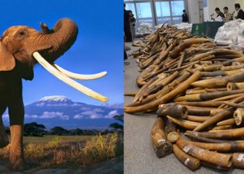 Cazadores furtivos matan al menos a 19 elefantes en Etiopía