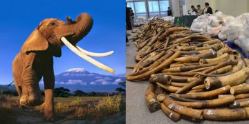 Cazadores furtivos matan al menos a 19 elefantes en Etiopía