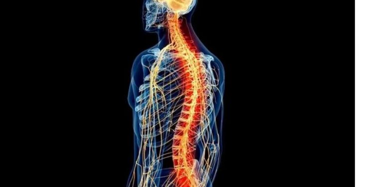 Estudio israelí busca revertir la parálisis con implantes de médula espinal