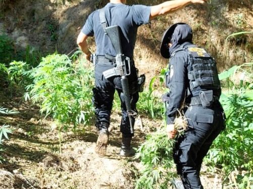 Incautación y destrucción de marihuana.