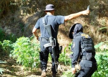 Incautación y destrucción de marihuana.