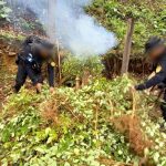 Destruyen plantaciones de coca en operativo antinarcótico