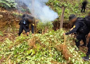 La PNC localizó las plantaciones en un terreno baldío.