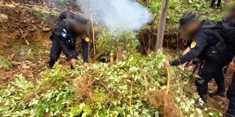 La PNC localizó las plantaciones en un terreno baldío.