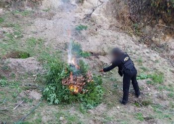 Las fuerzas antinarcóticas cortaron e incineraron las plantaciones de marihuana.