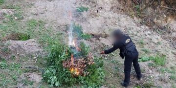 Las fuerzas antinarcóticas cortaron e incineraron las plantaciones de marihuana.