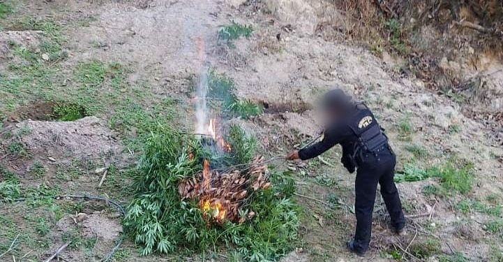 Las fuerzas antinarcÃ³ticas cortaron e incineraron las plantaciones de marihuana.