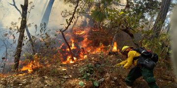 Los bomberos forestales continúan efectuando las labores en diversos sectores del país para controlar los incendios.