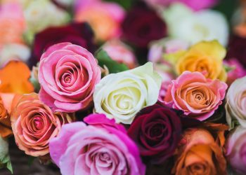 Exportación de flores guatemaltecas crece un 8 %