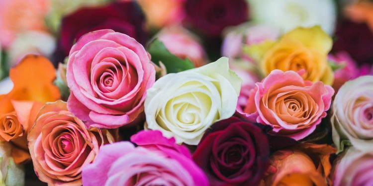 Exportación de flores guatemaltecas crece un 8 %