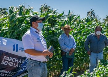 Agricultores de Asunción Mita producirán semilla de maíz certificada ICTA-B7