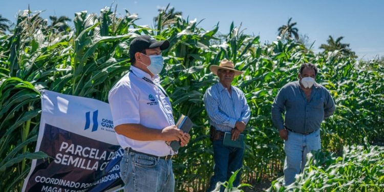 Agricultores de Asunción Mita producirán semilla de maíz certificada ICTA-B7