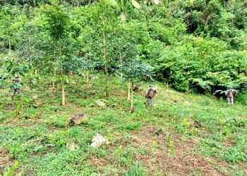 Ejército localiza plantación de coca en Alta Verapaz