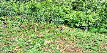Ejército localiza plantación de coca en Alta Verapaz