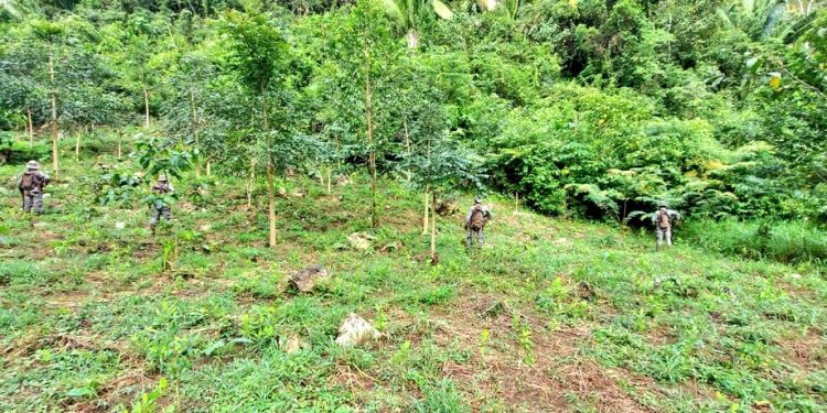 Ejército localiza plantación de coca en Alta Verapaz