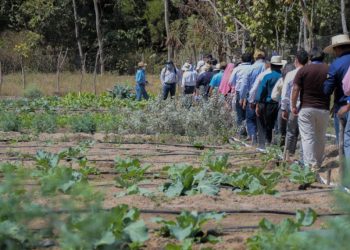 Sistemas de microriego son parte de las acciones impulsadas en el país.