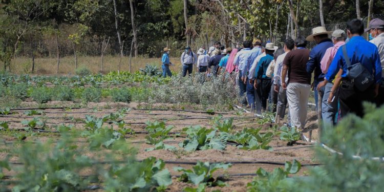 Proyectos de adaptación al cambio climático favorecen a vecinos de San Miguel Chicaj