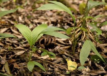 Extienden modelo de manejo sostenible de flora no maderable en Petén