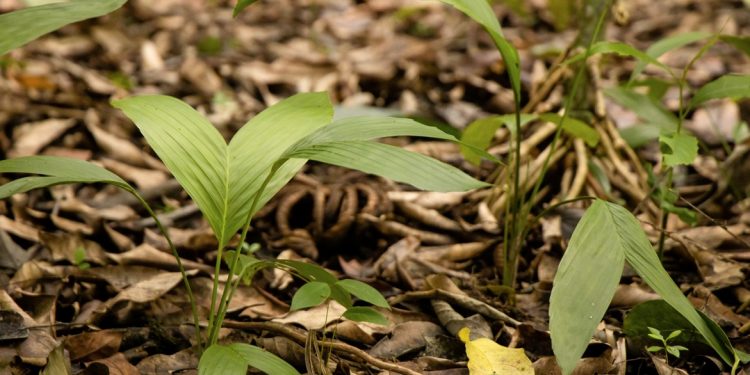 Extienden modelo de manejo sostenible de flora no maderable en Petén