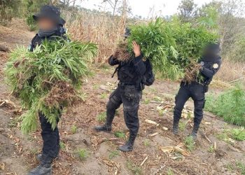 Combate al narcotráfico permite erradicar plantaciones de marihuana y coca