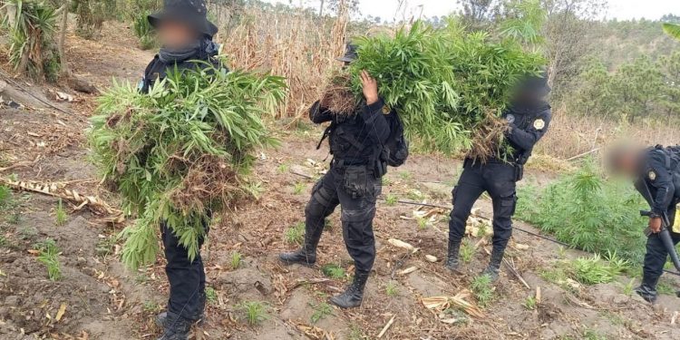 Combate al narcotráfico permite erradicar plantaciones de marihuana y coca