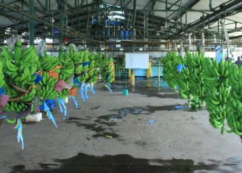 MAGA mantiene acciones para impedir hongo en cultivos de banano y plátano