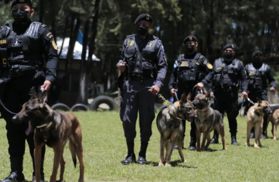 Instructores y guías caninos fortalecen capacidades en detección de objetos ilícitos