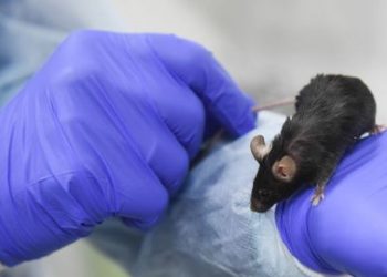 Demuestran en ratones estrategia para prevenir la leucemia infantil