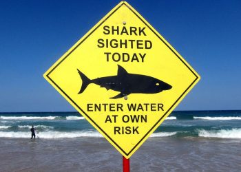 Sídney reabre playas tras el primer ataque mortal de tiburón desde 1963