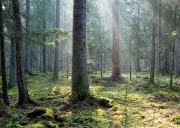 Estudio revela la importancia de los árboles más longevos en los bosques