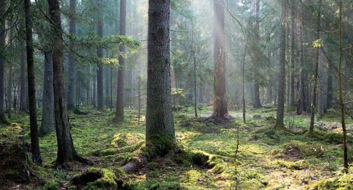 Estudio revela la importancia de los árboles más longevos en los bosques
